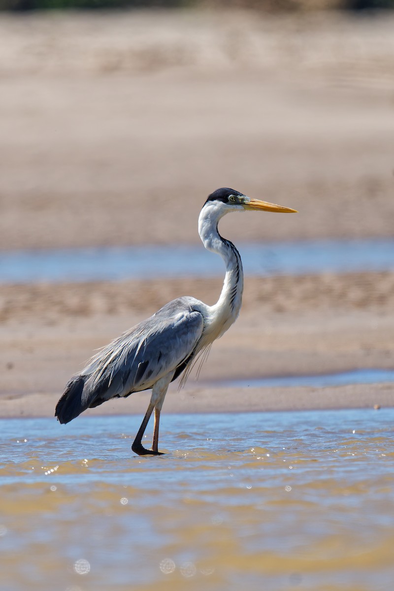 Cocoi Heron - ML639815985