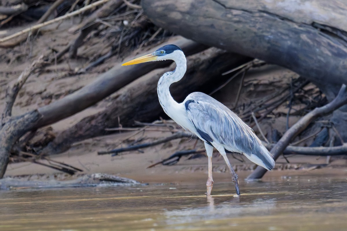 Cocoi Heron - ML639815986