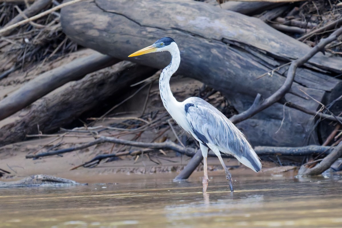 Cocoi Heron - ML639815987