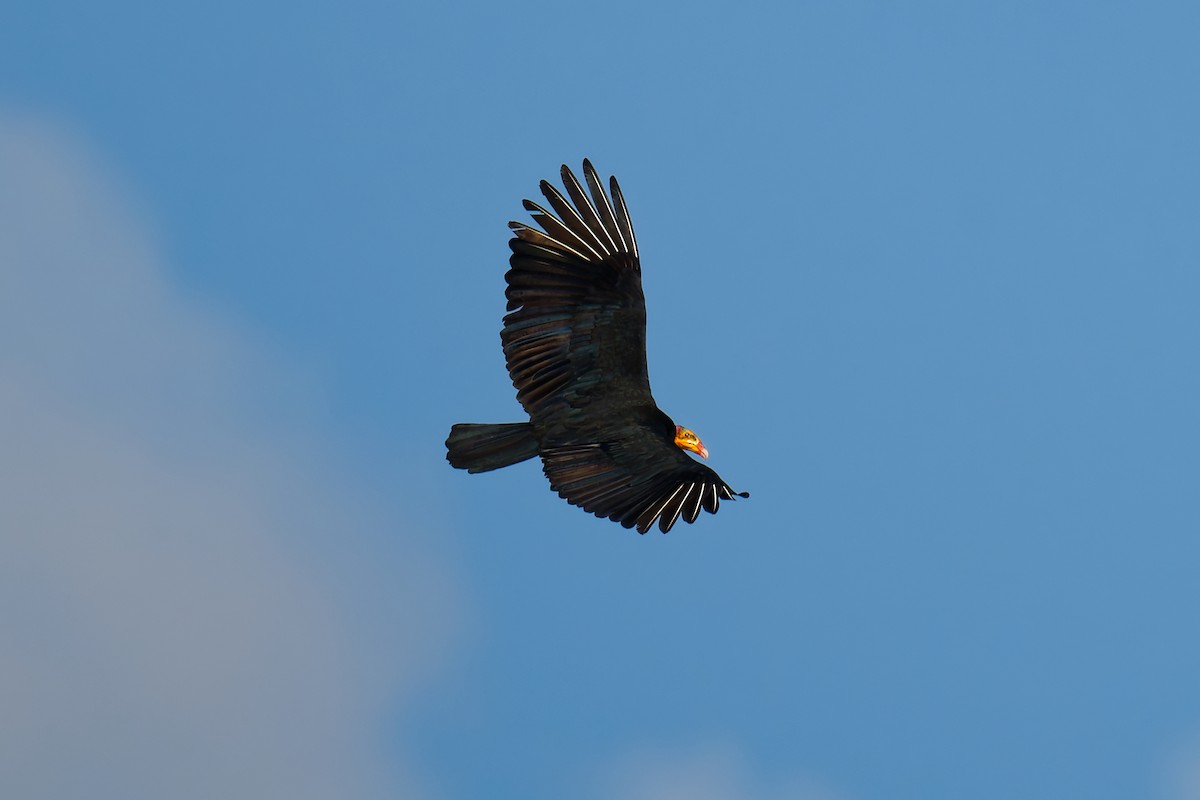Greater Yellow-headed Vulture - ML639816015