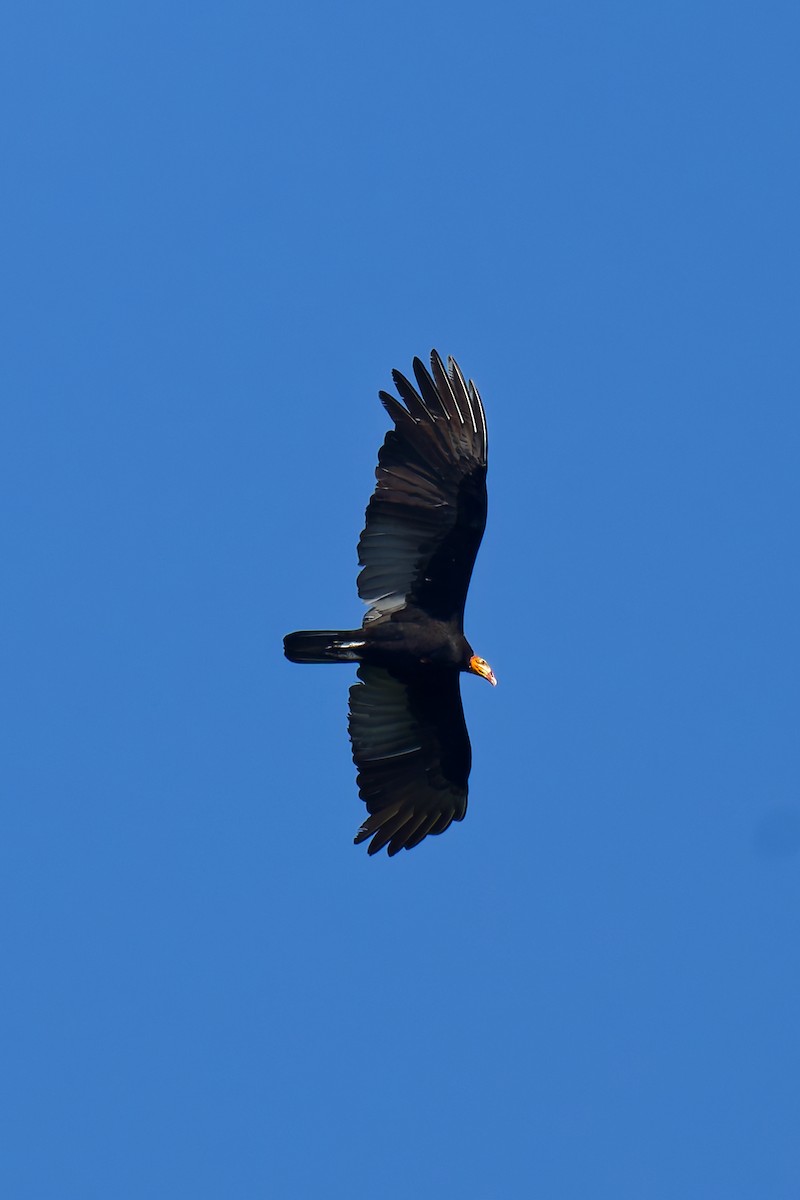 Greater Yellow-headed Vulture - ML639816016