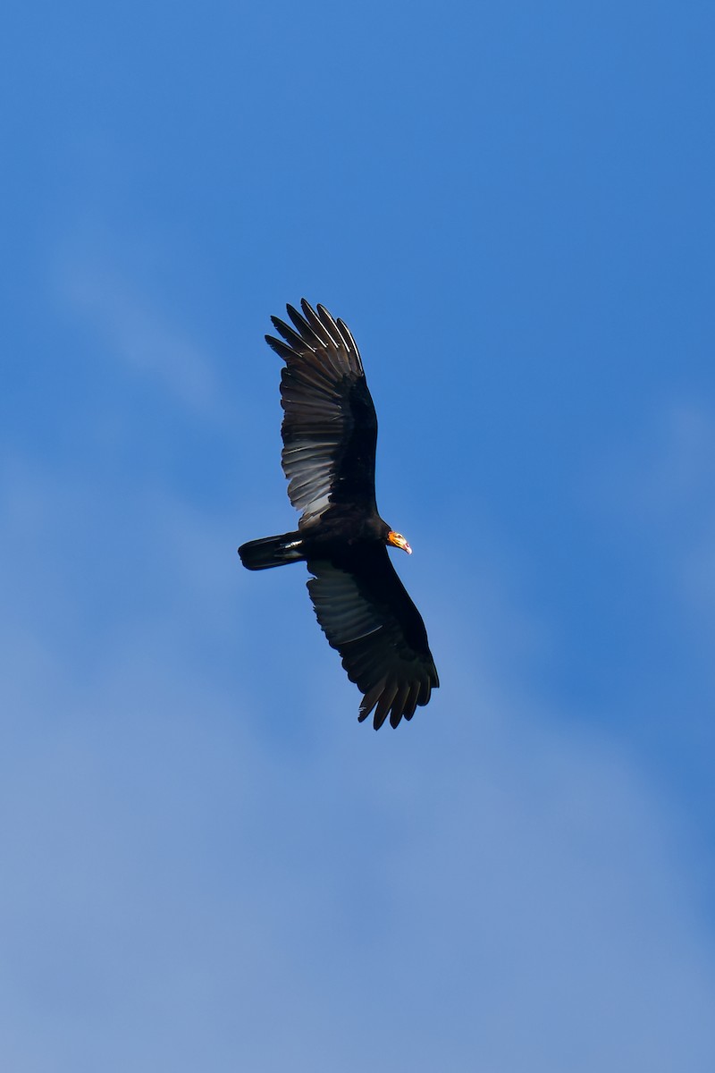 Greater Yellow-headed Vulture - ML639816017