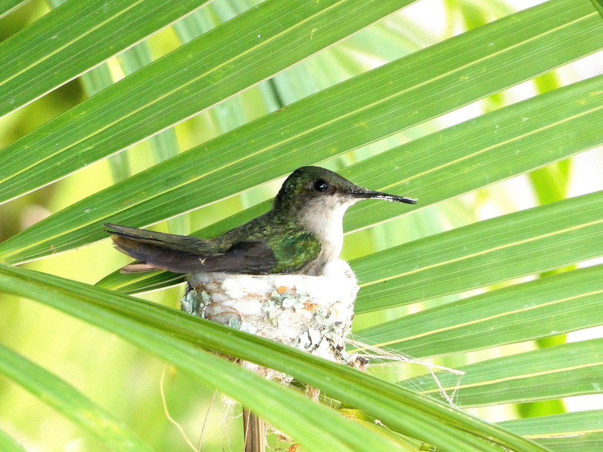 Antillean Crested Hummingbird - ML639816042