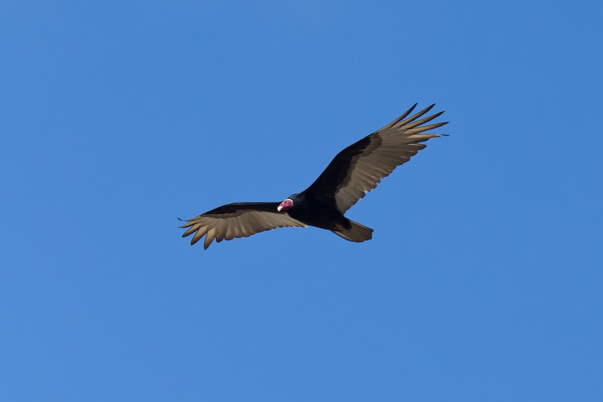 Turkey Vulture - ML639816064