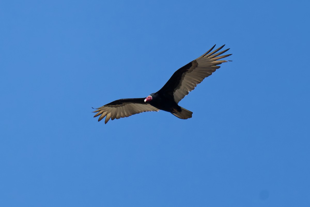 Turkey Vulture - ML639816065