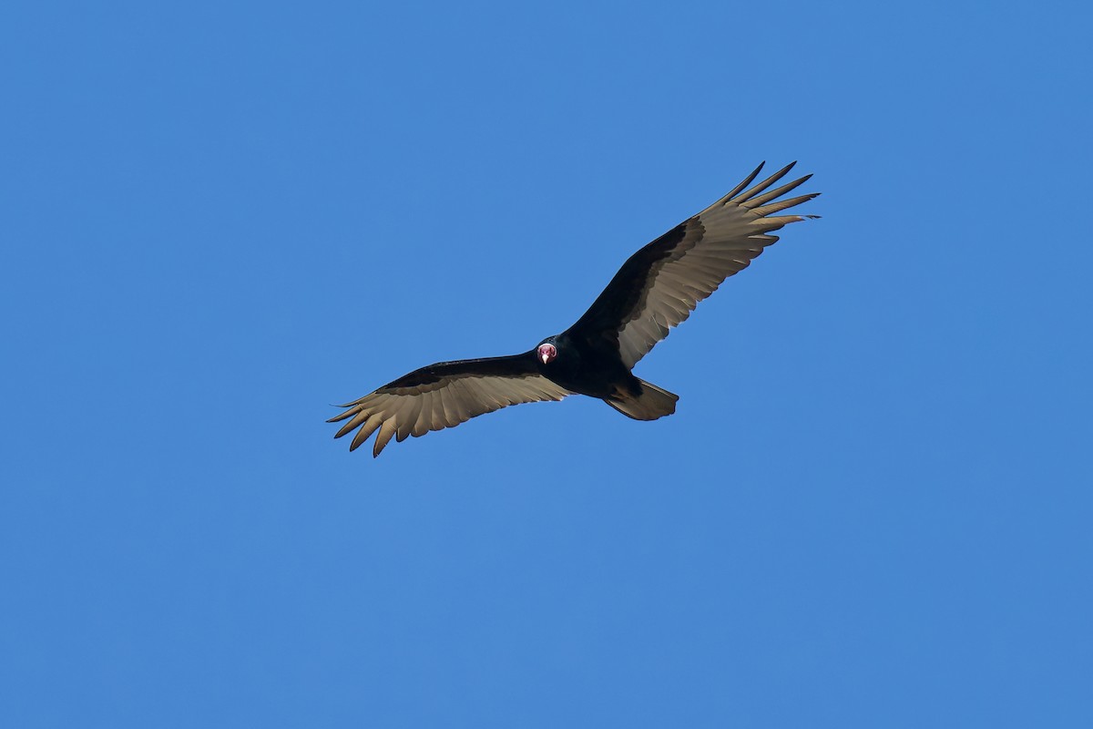Turkey Vulture - ML639816066
