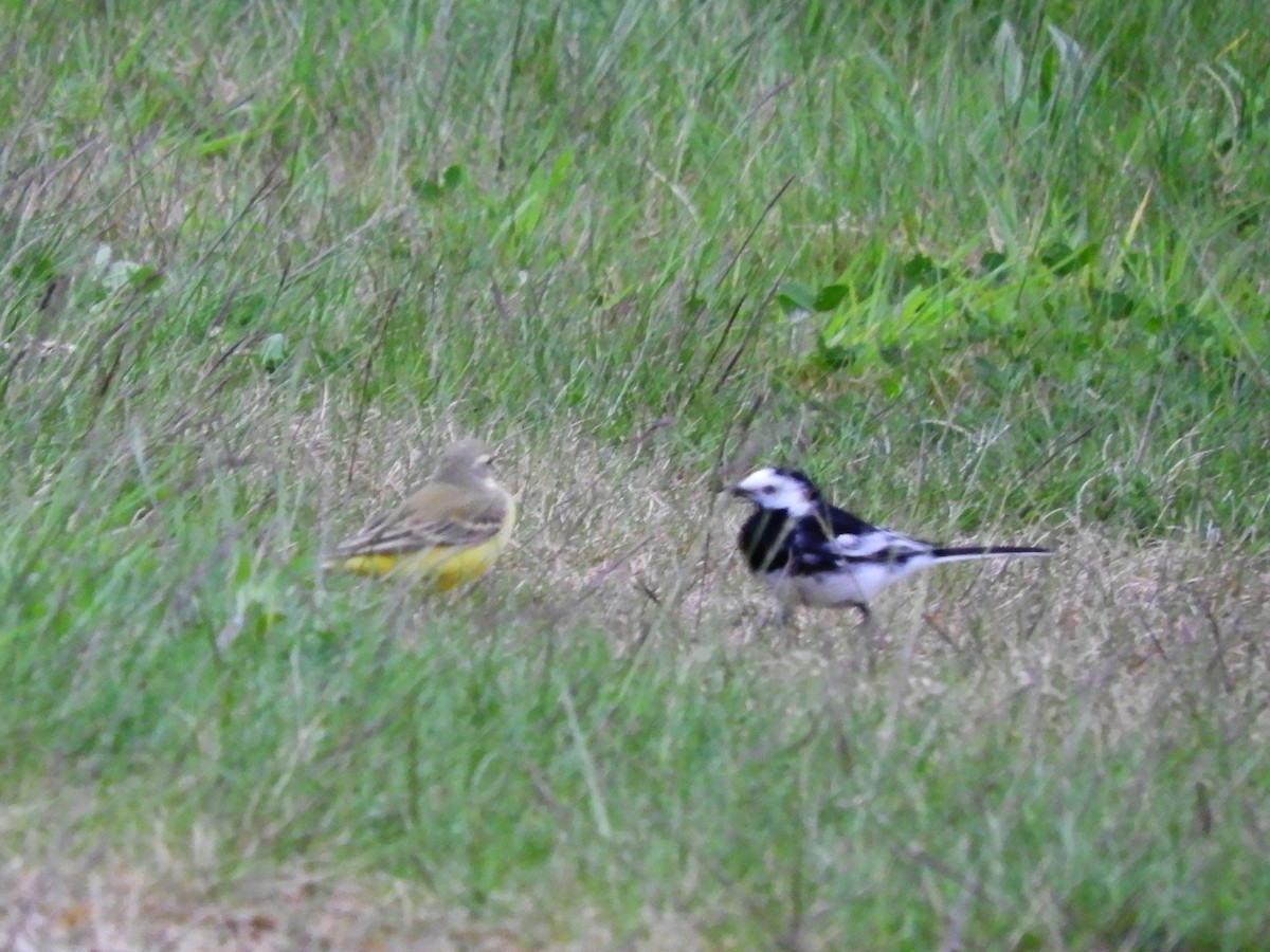 White Wagtail (British) - ML639816067