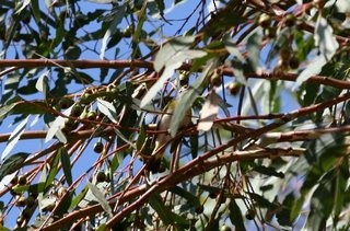 lesňáček lejsčí - ML639816073