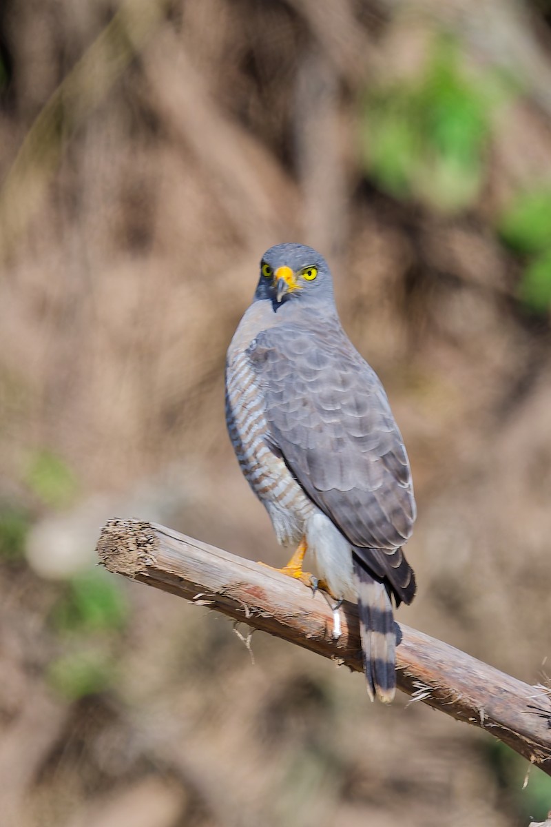 Roadside Hawk - ML639816079
