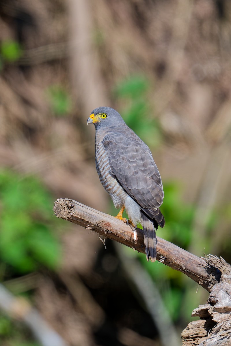 Roadside Hawk - ML639816081