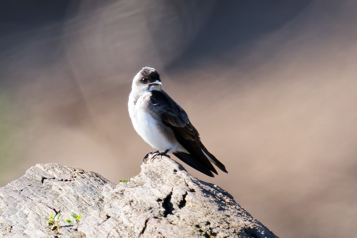 Brown-chested Martin - ML639816131