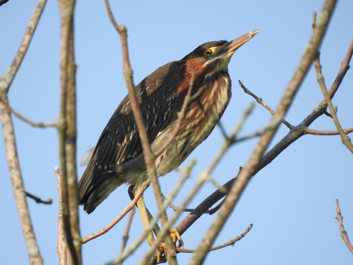 Green Heron - ML639816173