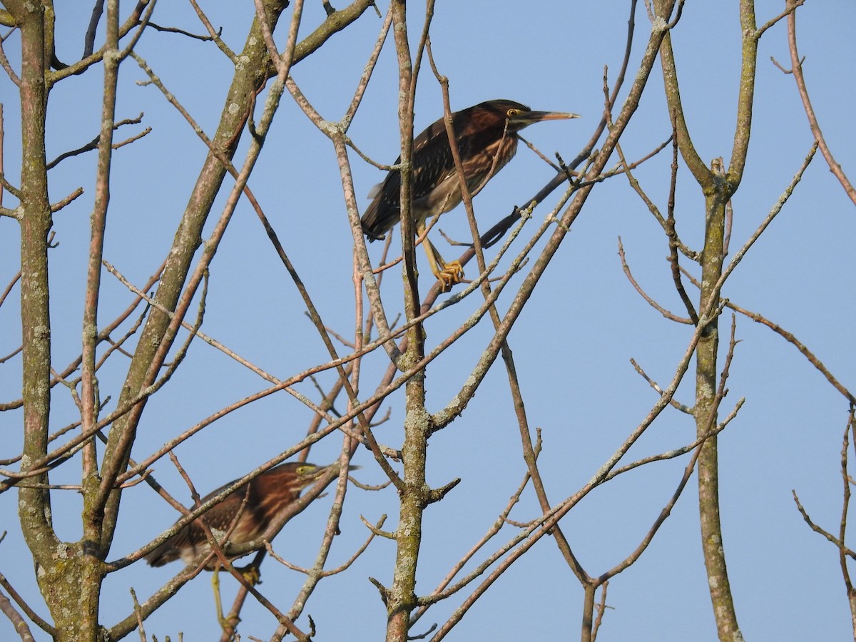 Green Heron - ML639816174