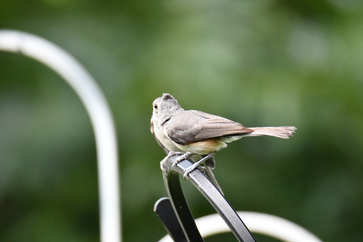 Tufted Titmouse - ML639816246