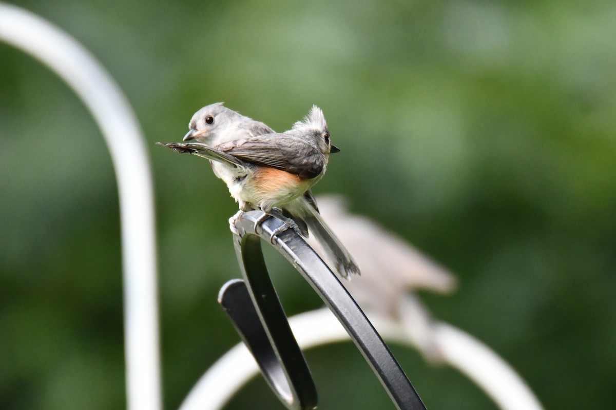 Tufted Titmouse - ML639816247