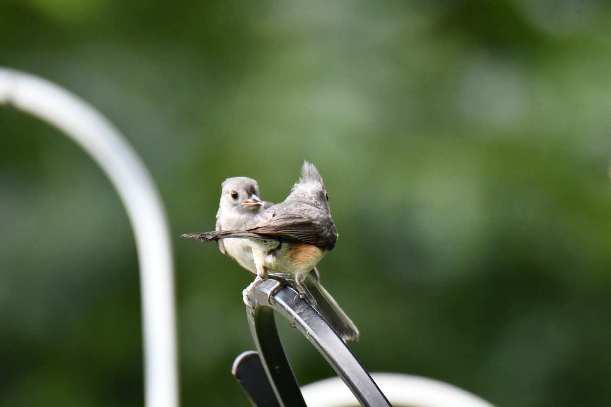 Tufted Titmouse - ML639816249