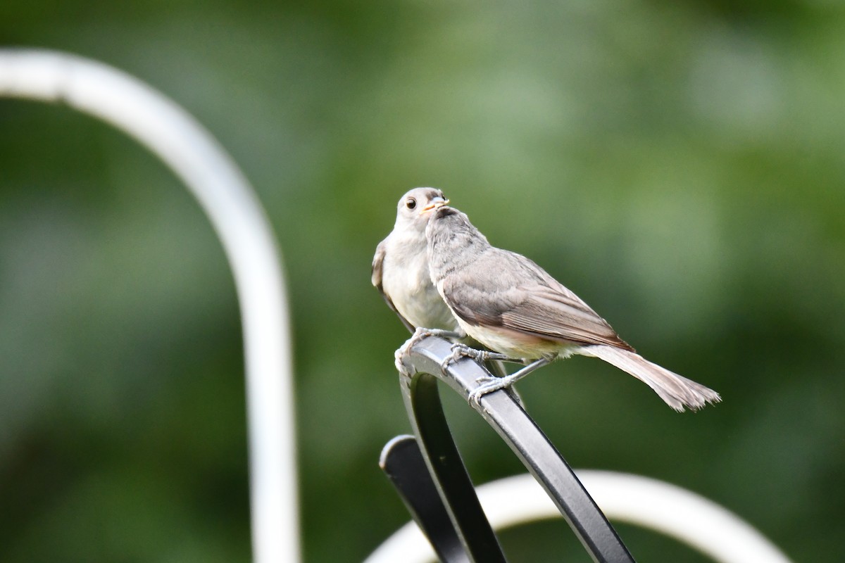 Tufted Titmouse - ML639816250