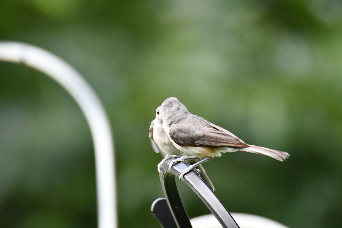 Tufted Titmouse - ML639816251