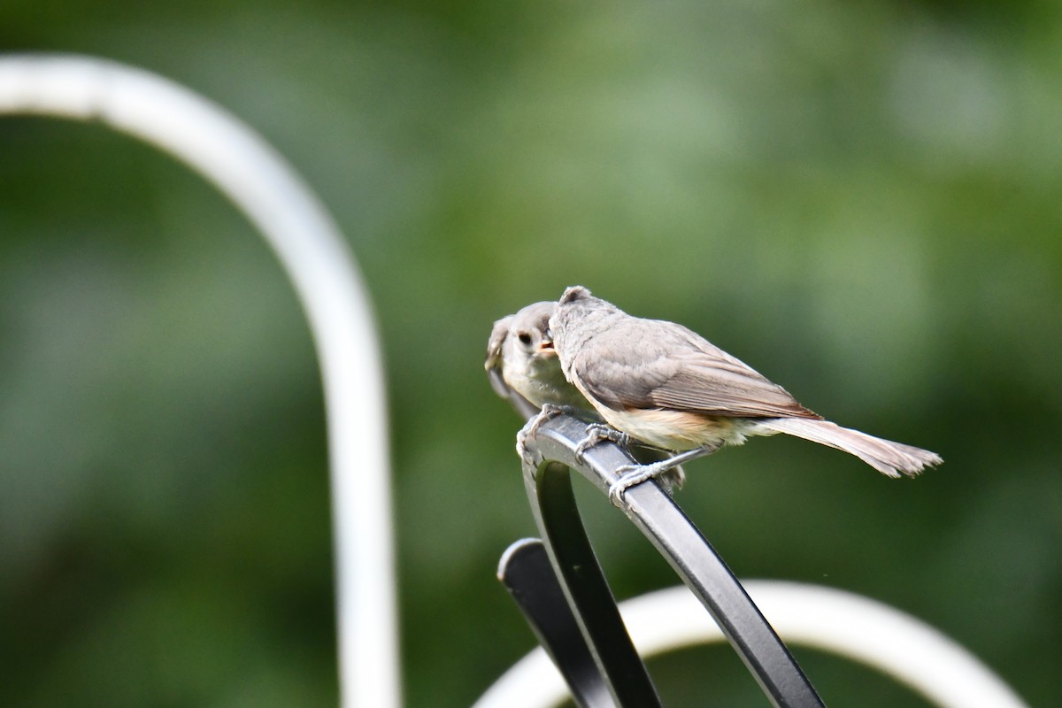 Tufted Titmouse - ML639816252