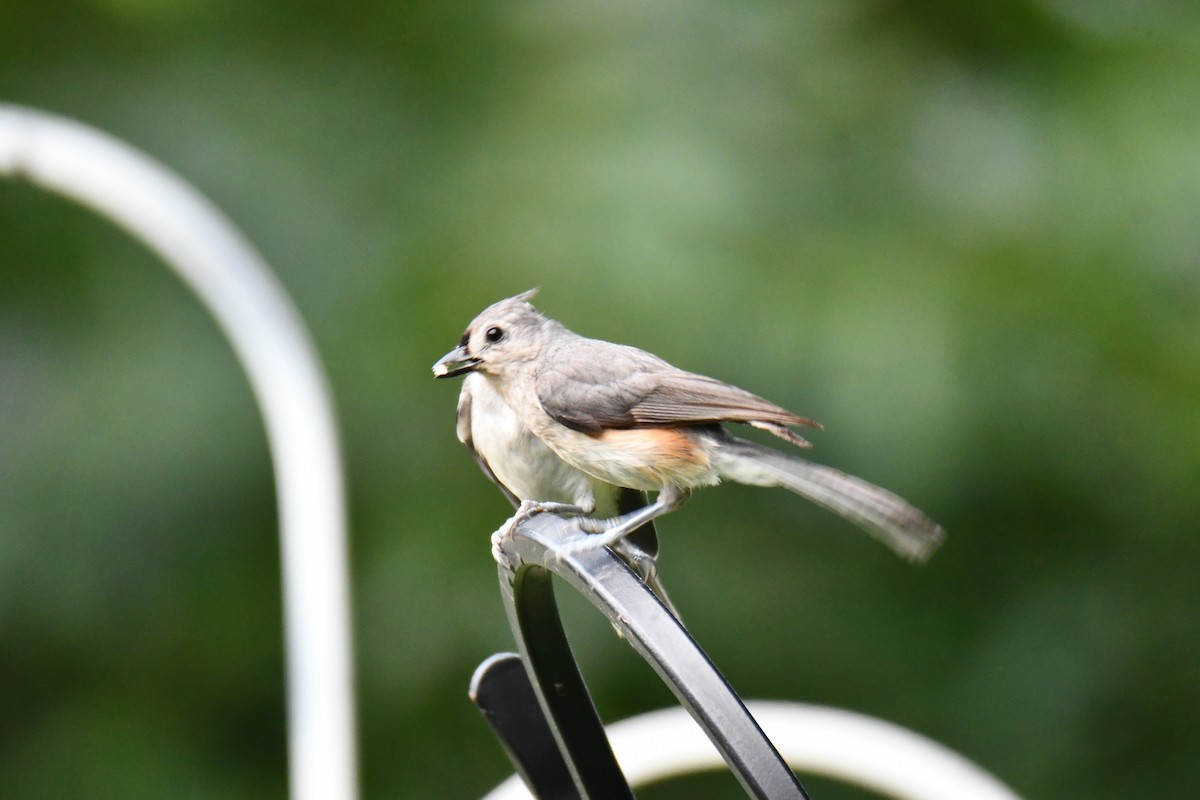 Tufted Titmouse - ML639816253