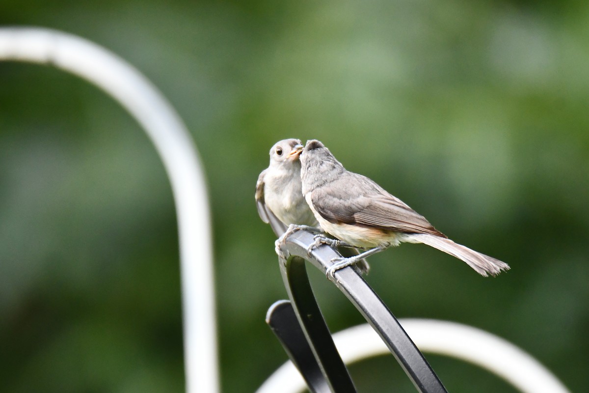 Tufted Titmouse - ML639816254