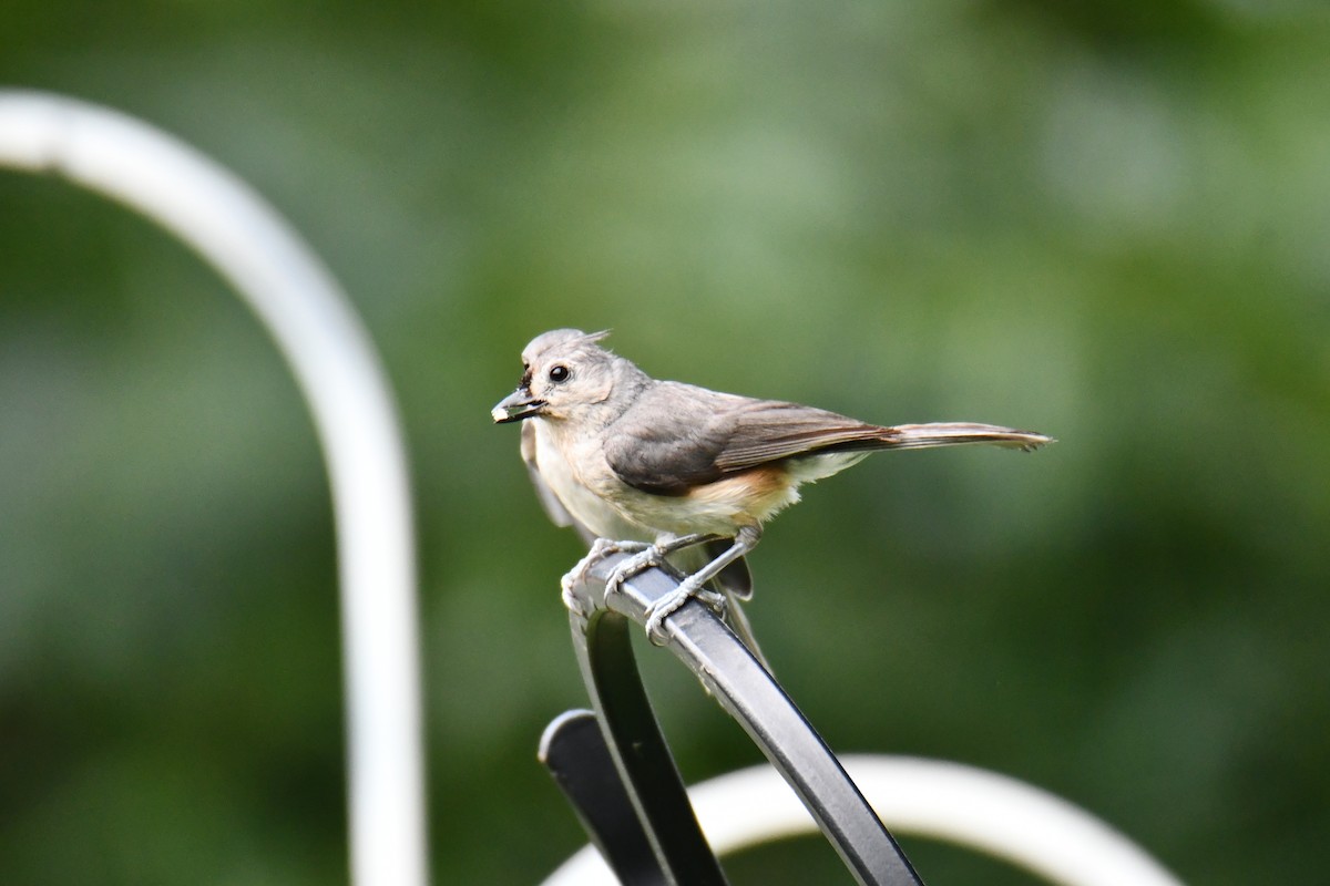 Tufted Titmouse - ML639816257