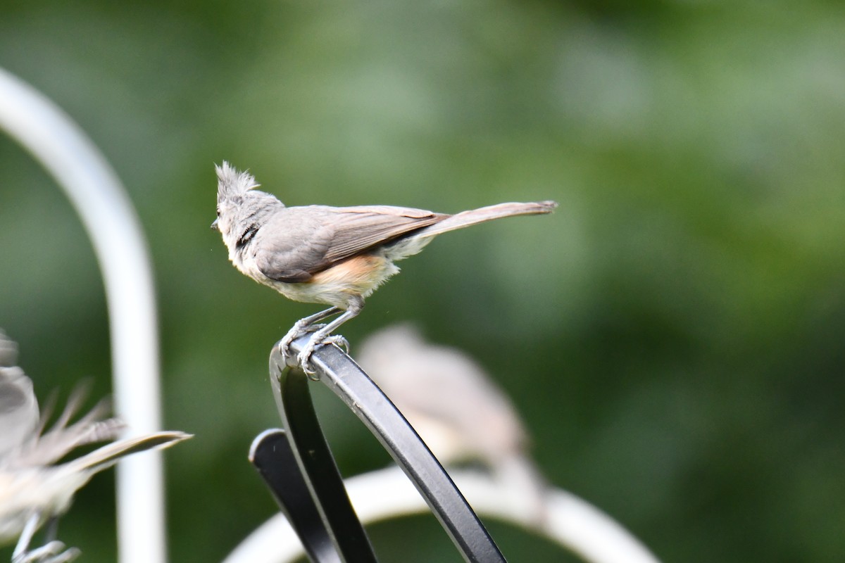 Tufted Titmouse - ML639816259