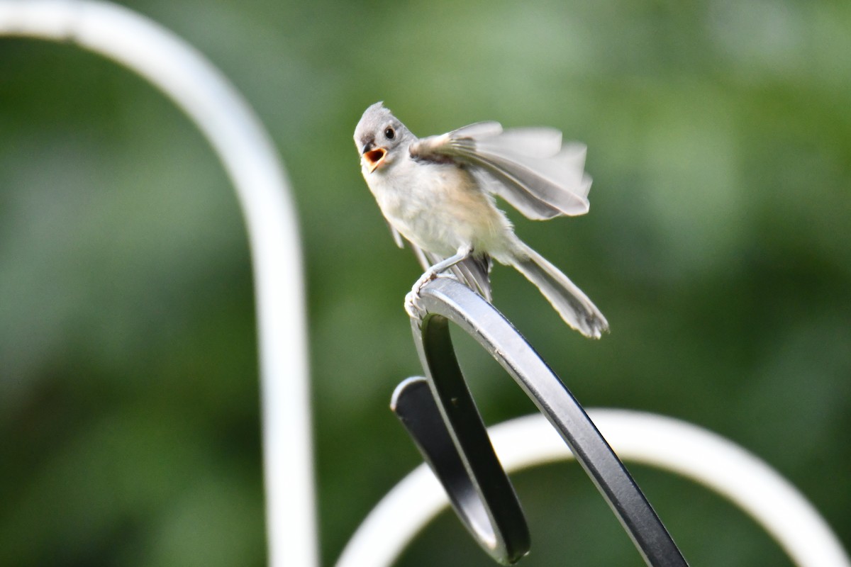 Tufted Titmouse - ML639816260