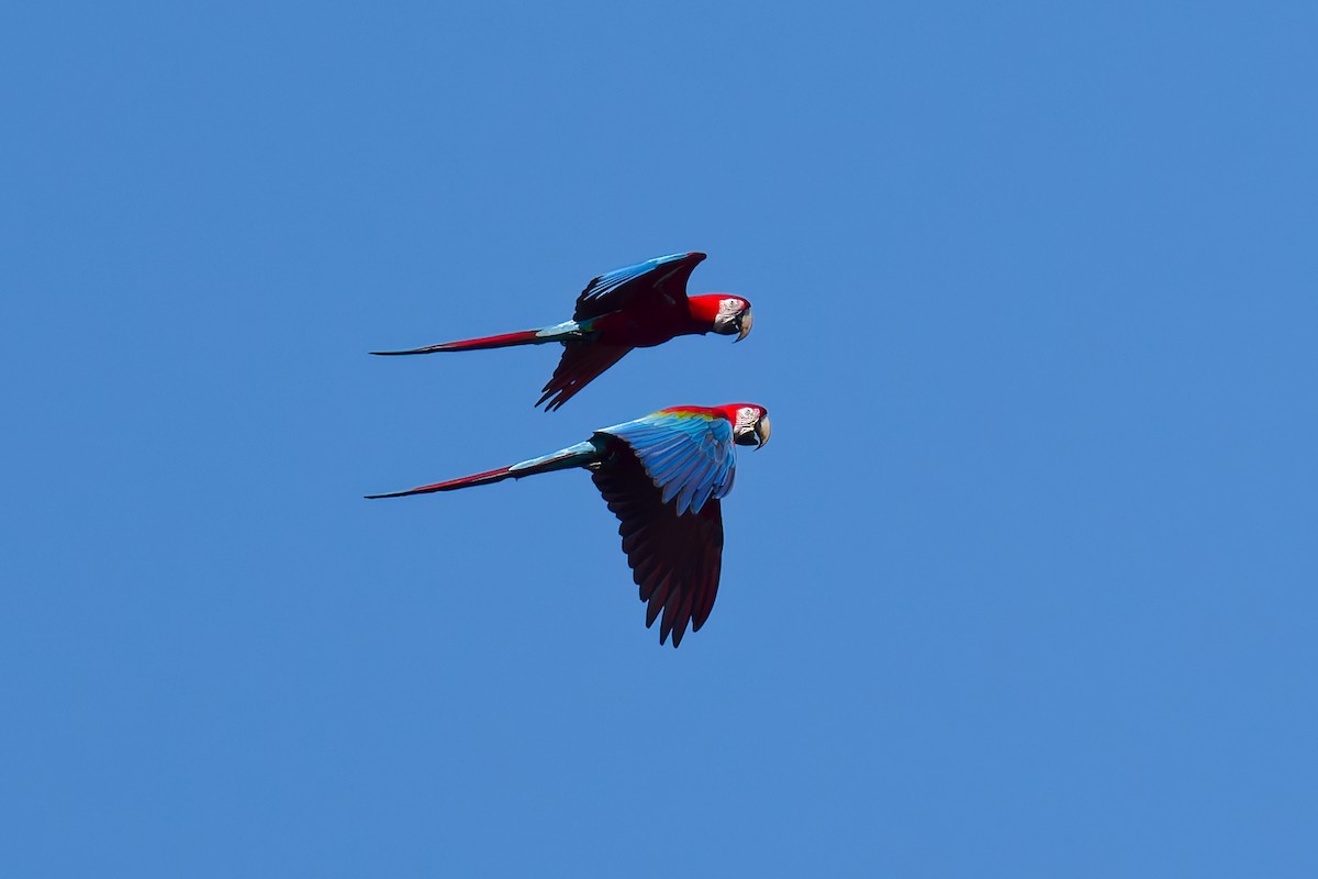 Red-and-green Macaw - ML639816279