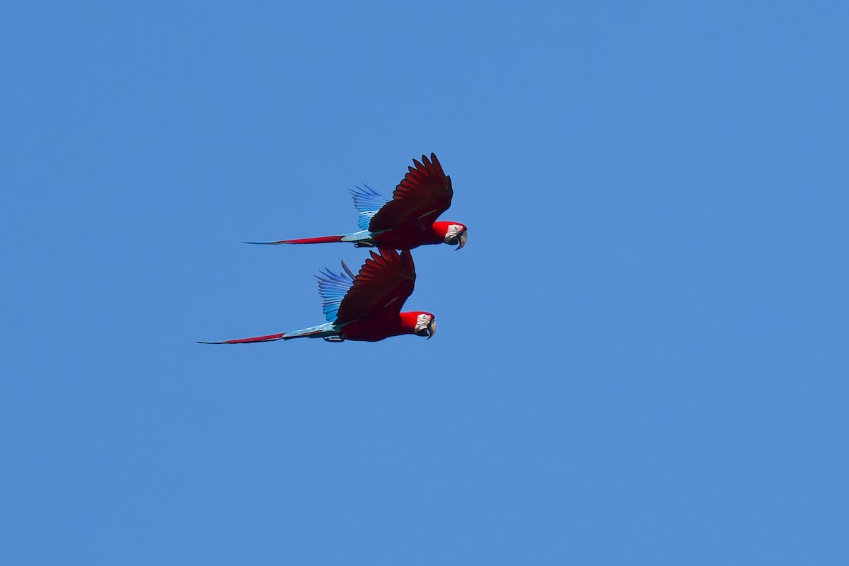 Red-and-green Macaw - ML639816280