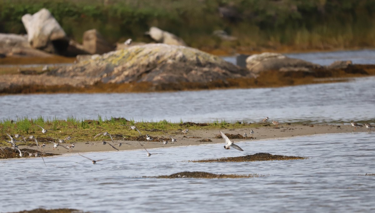 Semipalmated Plover - ML639816307