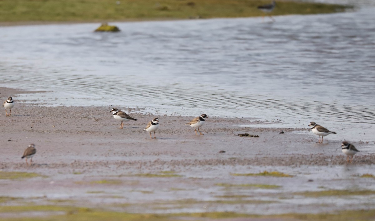 Semipalmated Plover - ML639816316