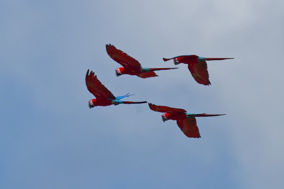Red-and-green Macaw - ML639816330
