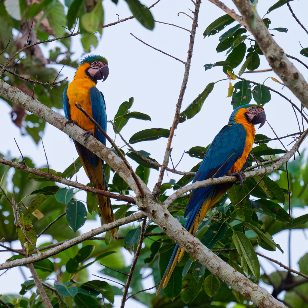 Blue-and-yellow Macaw - ML639816393
