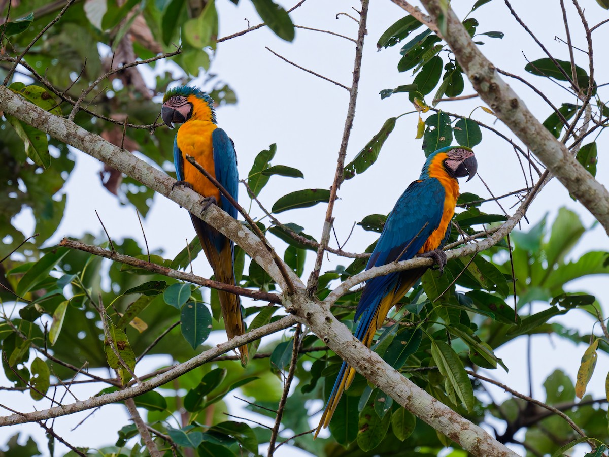 Blue-and-yellow Macaw - ML639816394