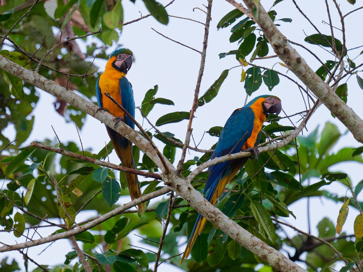 Blue-and-yellow Macaw - ML639816395