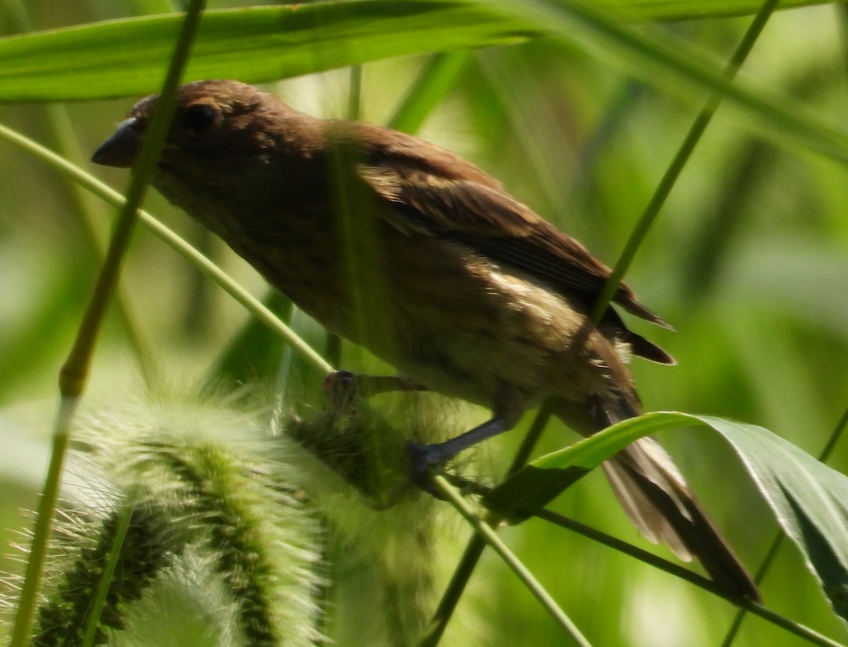 Passerin indigo - ML639816436