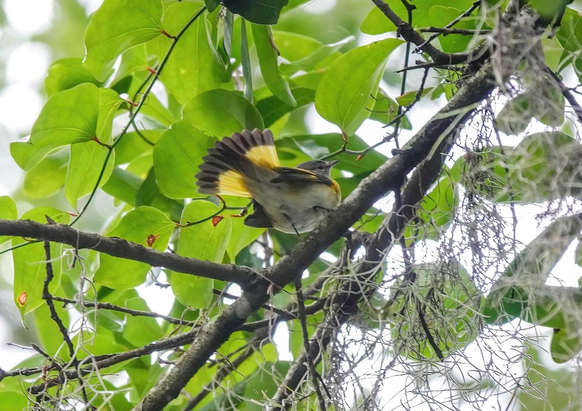 American Redstart - ML639816451