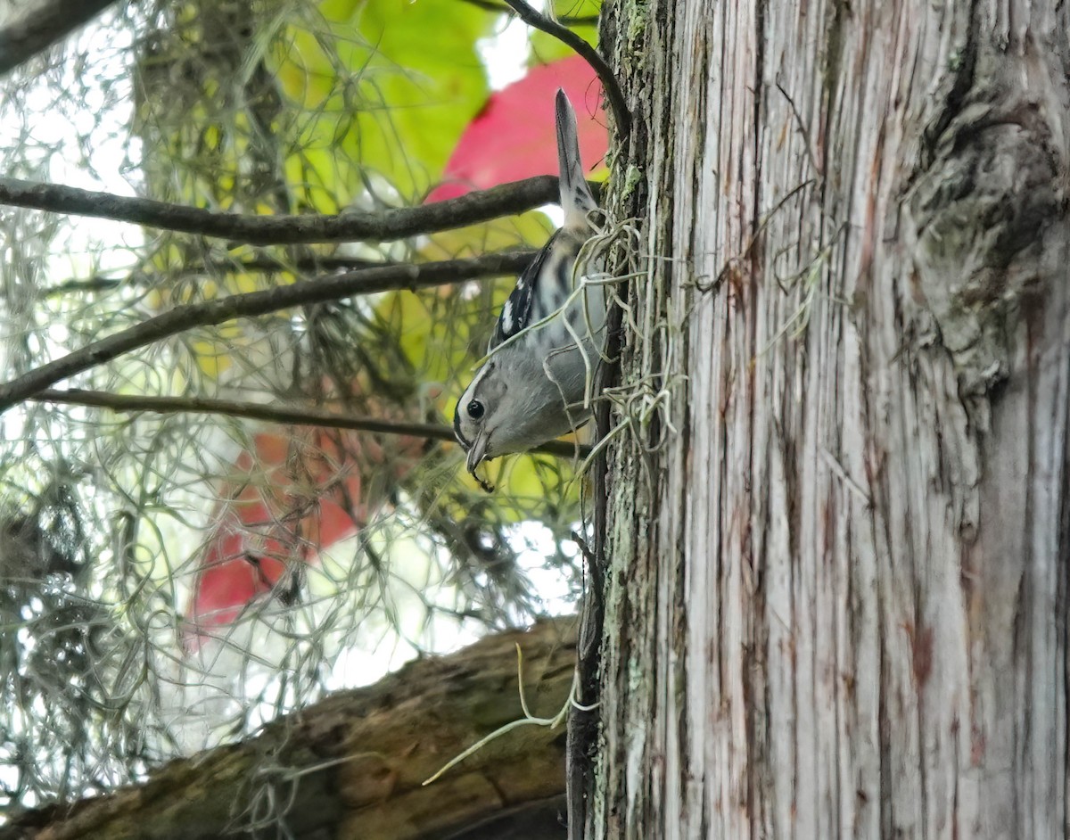 Black-and-white Warbler - ML639816452