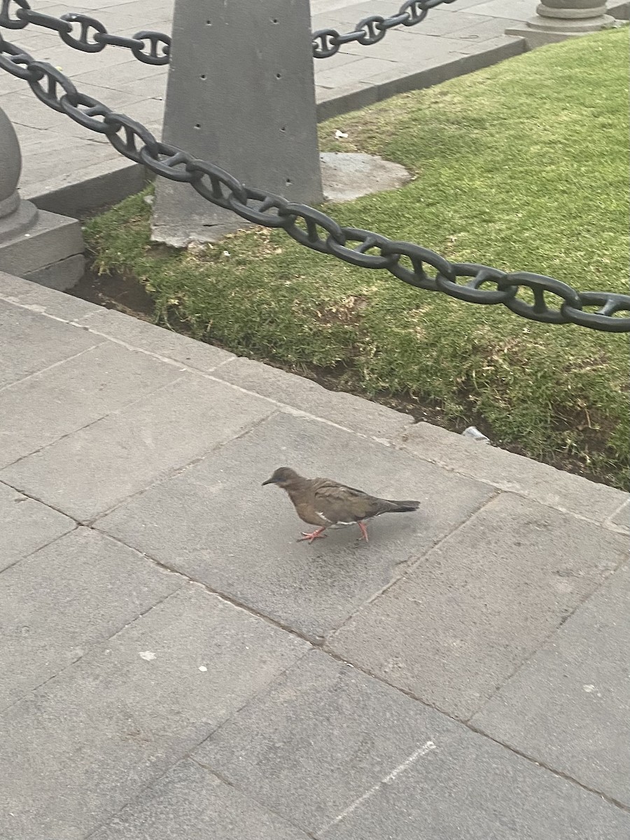 West Peruvian Dove - ML639816467