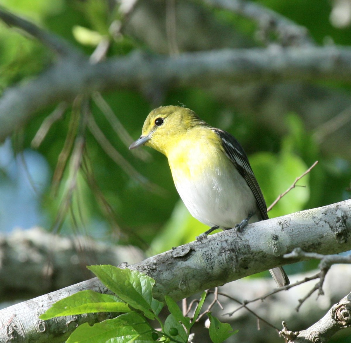 Yellow-throated Vireo - ML639816592