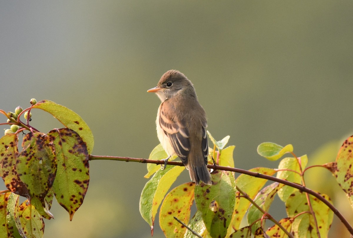 Willow Flycatcher - ML639816717