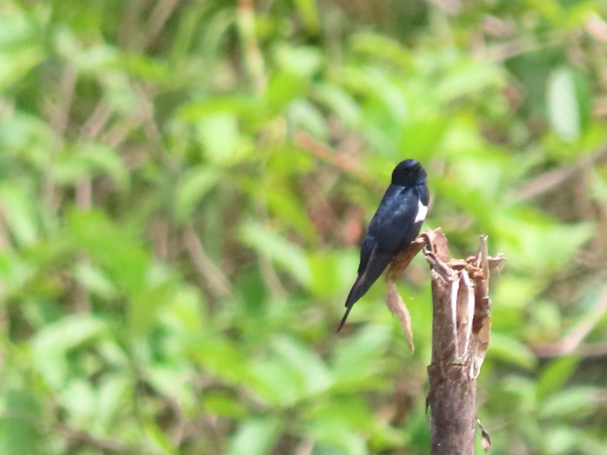 Golondrina Fajiblanca - ML639816752
