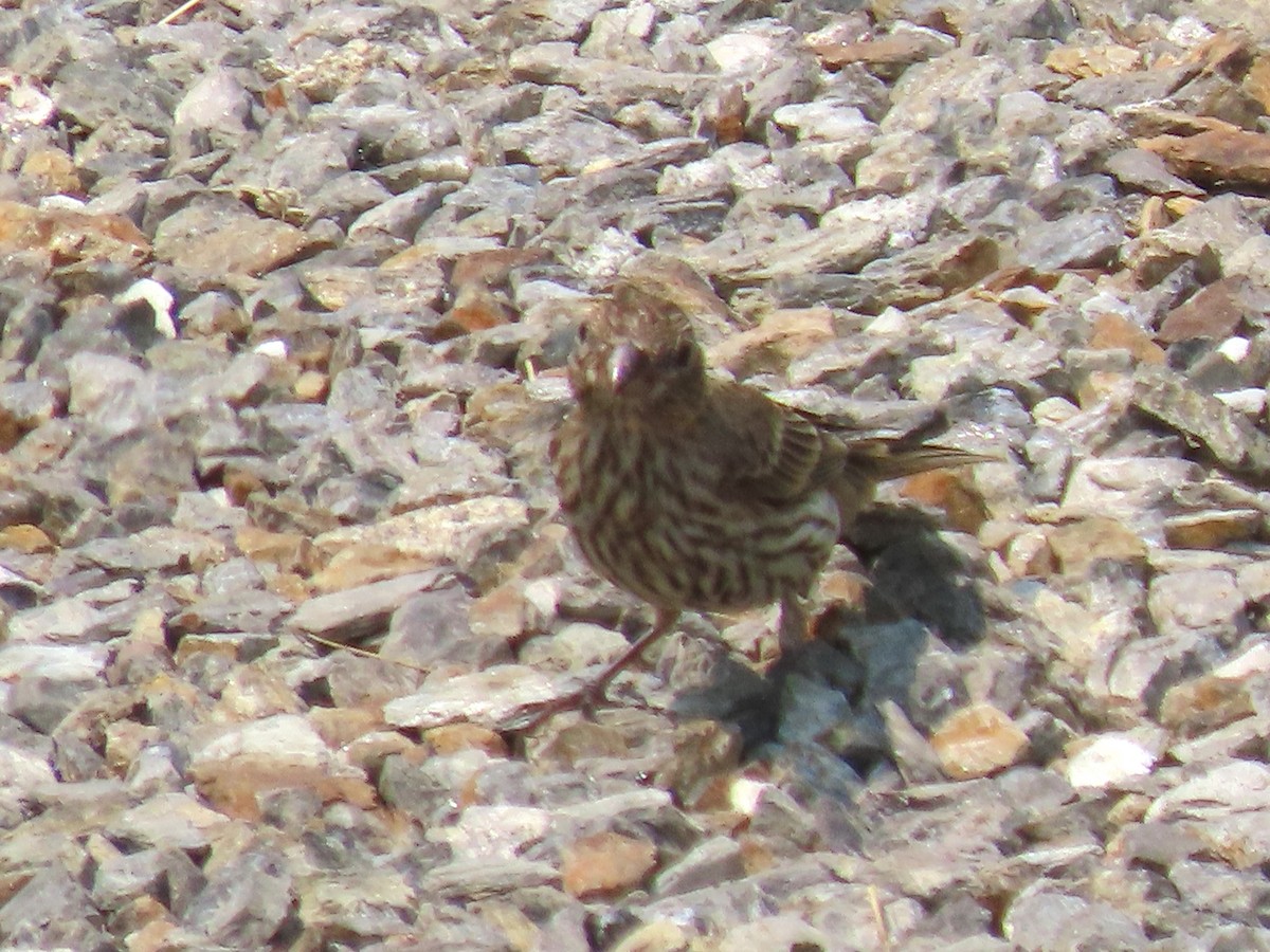 House Finch - ML639816762