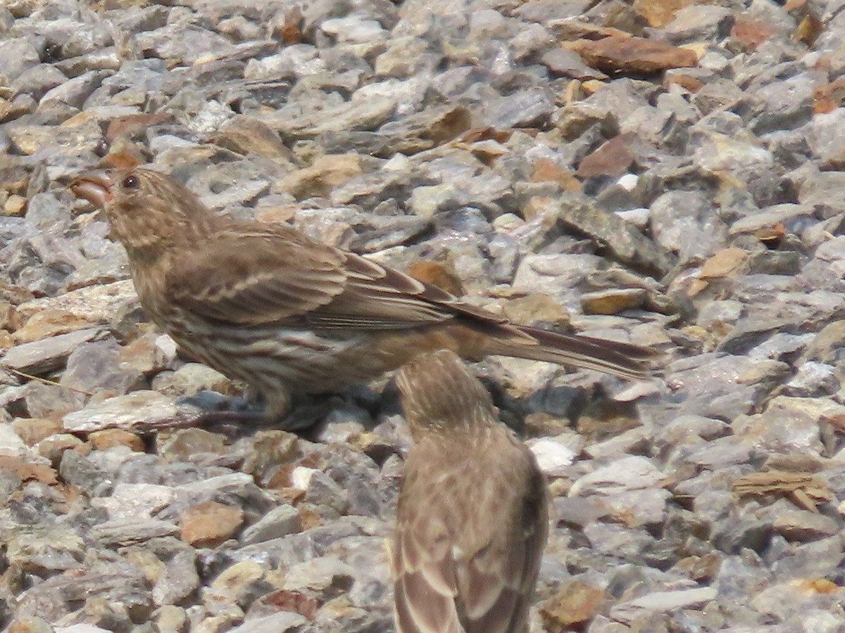 House Finch - ML639816763