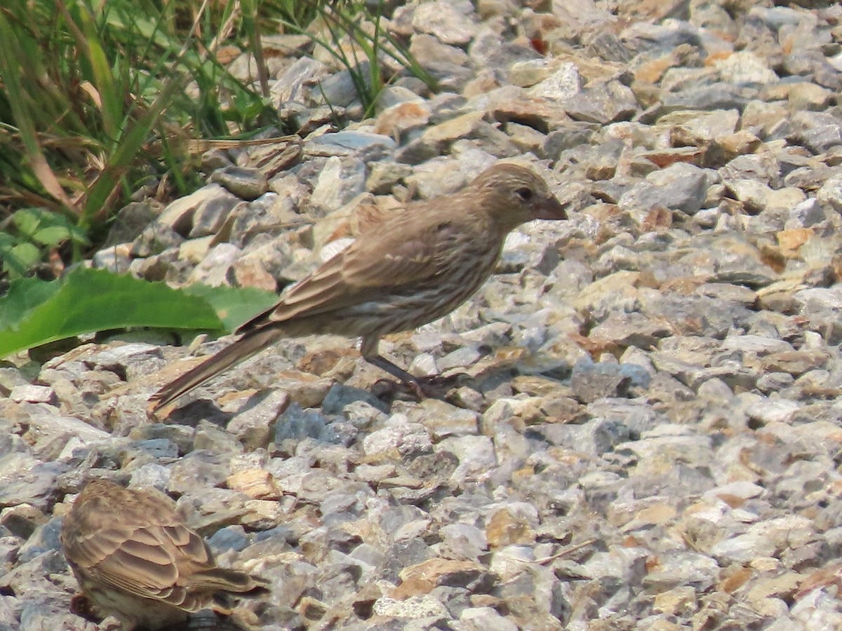House Finch - ML639816771