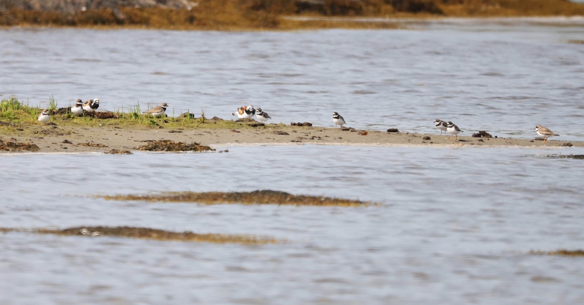 Ruddy Turnstone - ML639816775