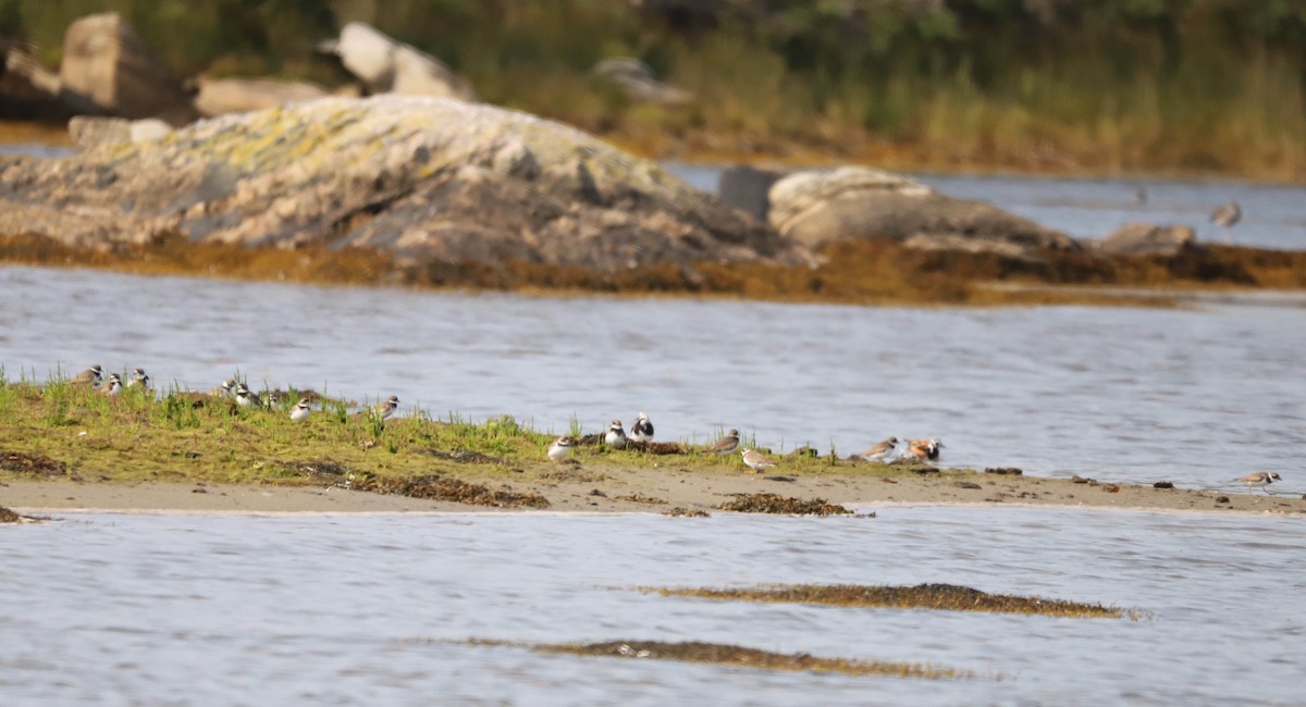 Ruddy Turnstone - ML639816797
