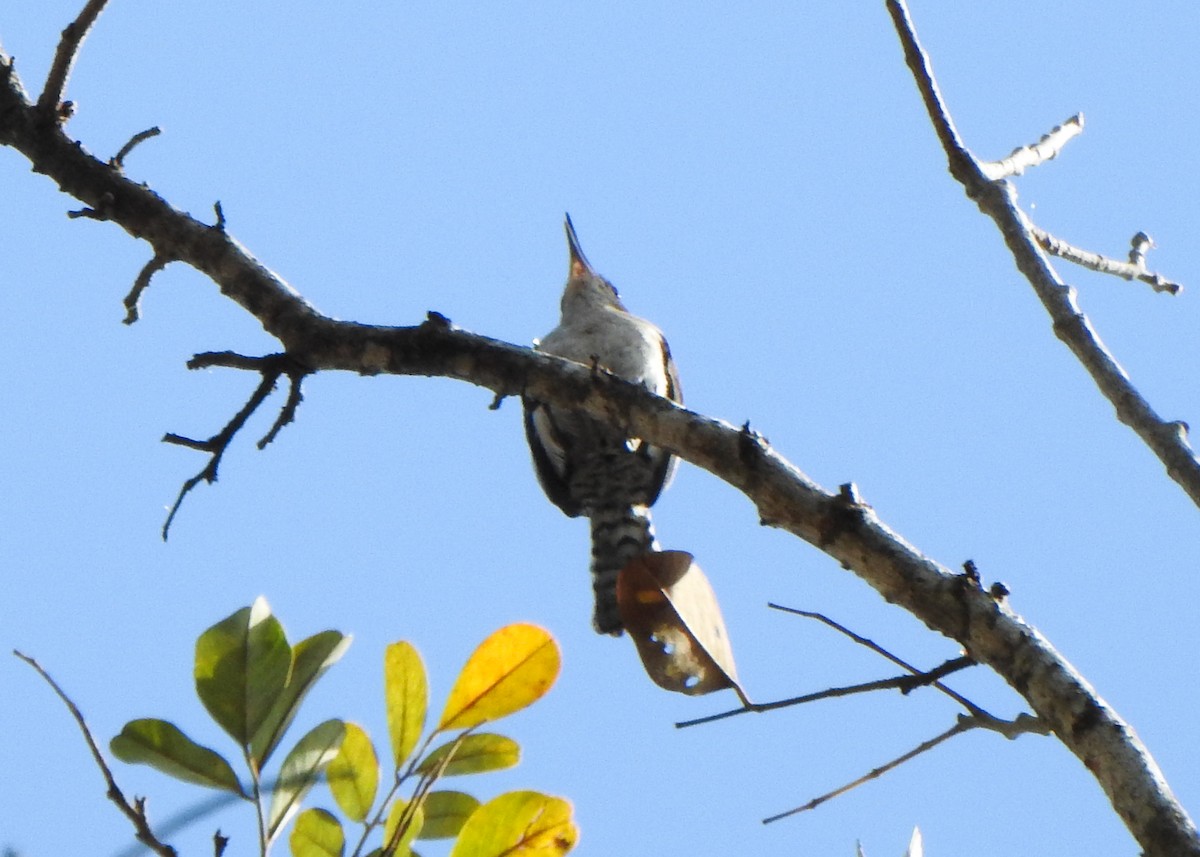 Tooth-billed Wren - ML639816813