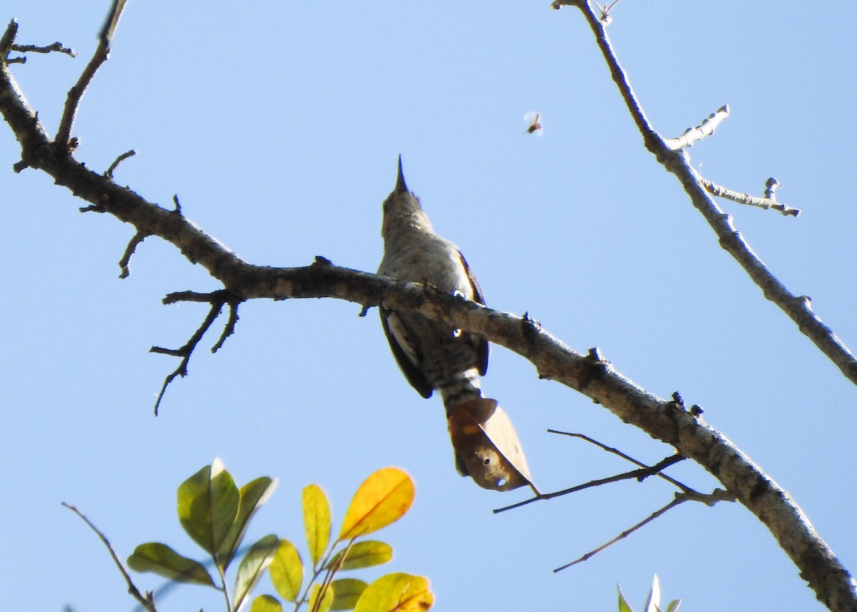 Tooth-billed Wren - ML639816814